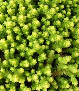Sedum acre 'Aureum'